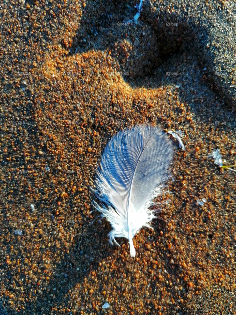 White swan feather