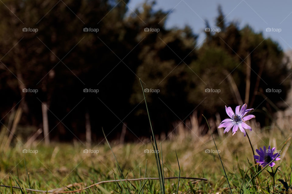 Flowers alone in the nature.