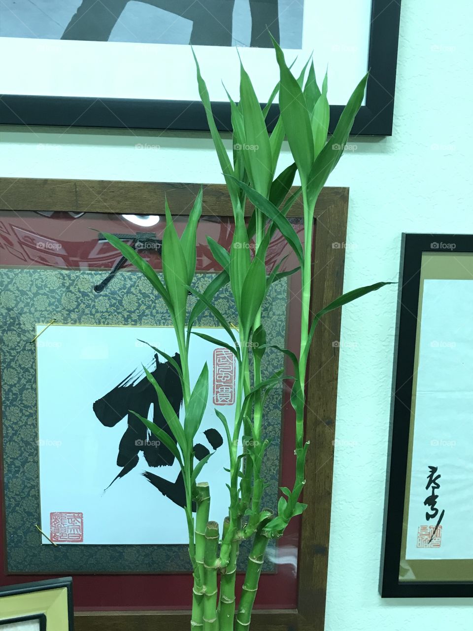 A Japanese bamboo plant. This is one of the unique things that make the dojo a Japanese atmosphere. One would experience the feeling of being in Japan upon his/her entry into the dojo.