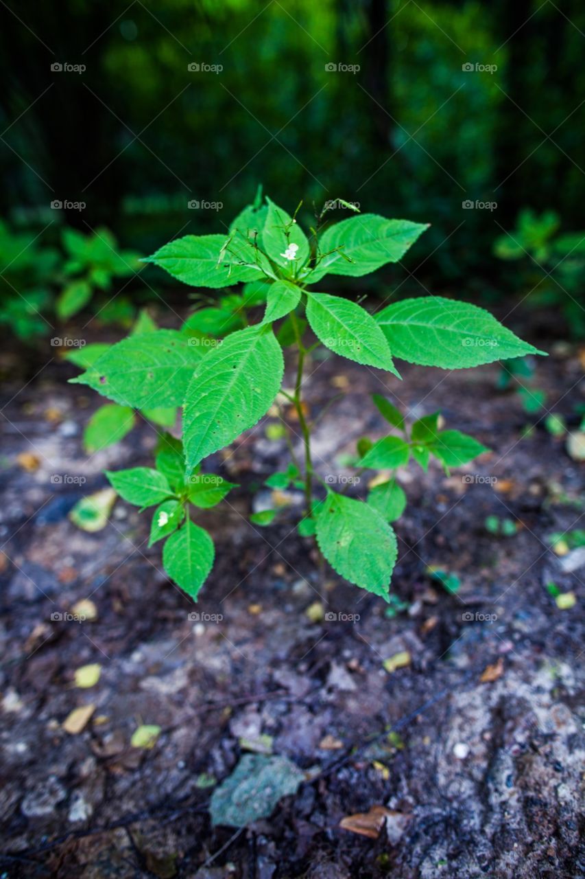 Leaf, No Person, Nature, Growth, Flora