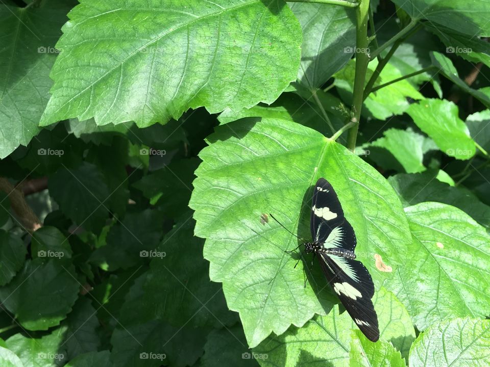 Butterfly and Foliage Background.