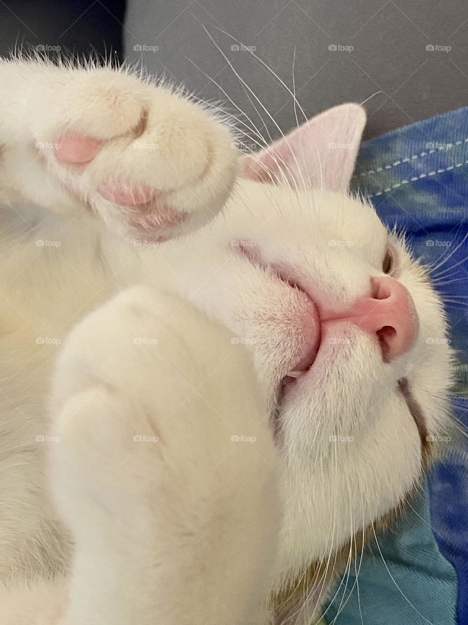 A cute sleeping kitten