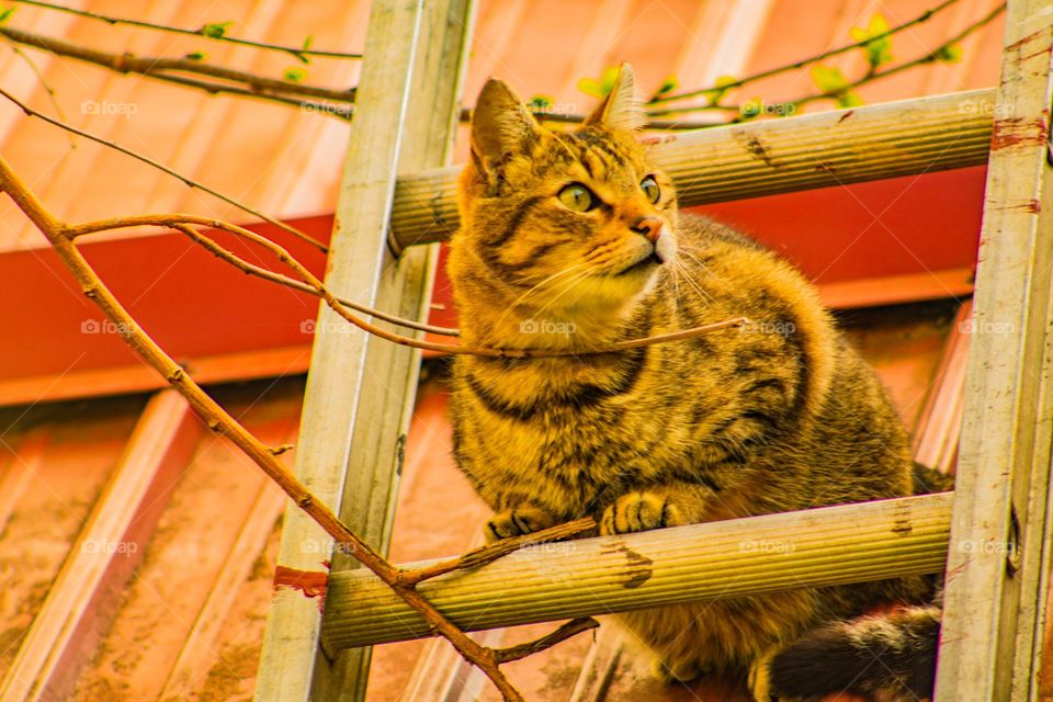 curious kitty sitting on a ladder staring off into the distance on a bright sunny day