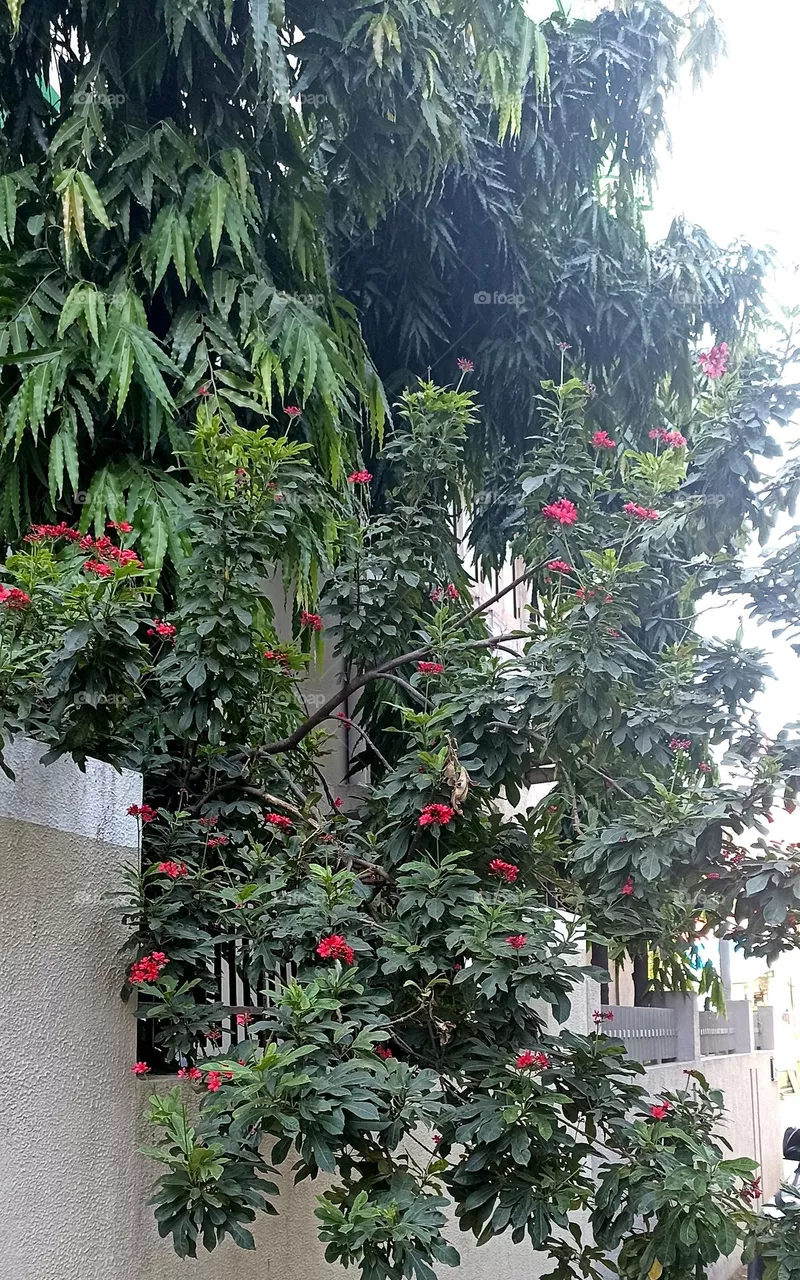 Red Jatropha