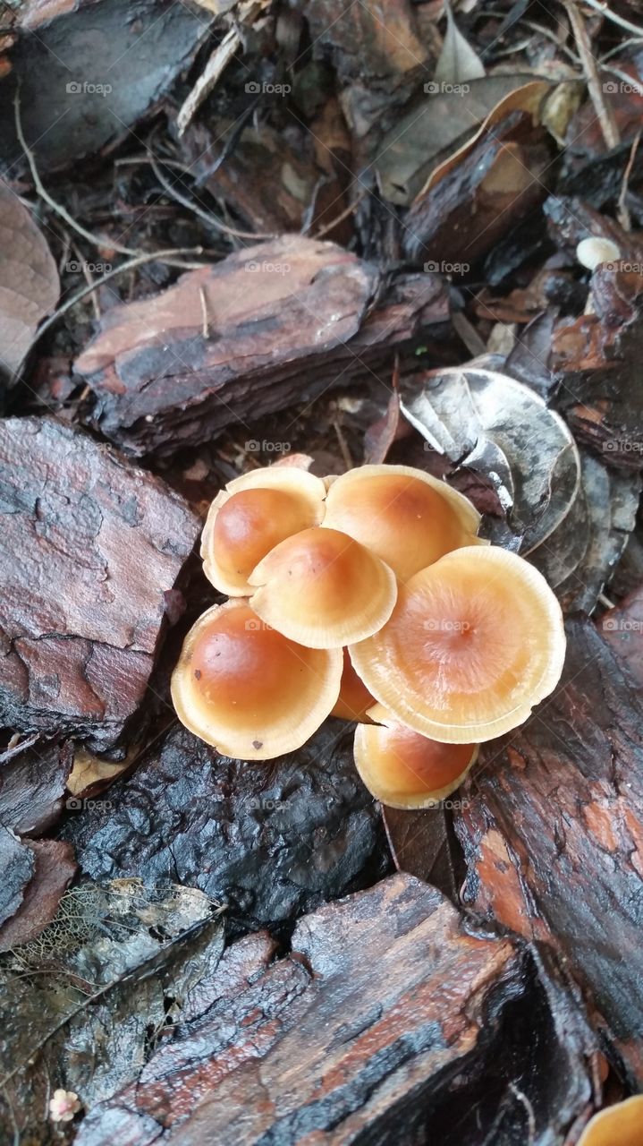 Elevated view of mushrooms