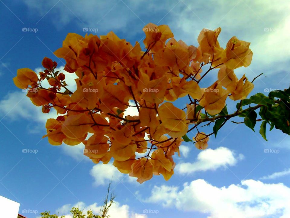Beautiful yellow bougainvillea flowers