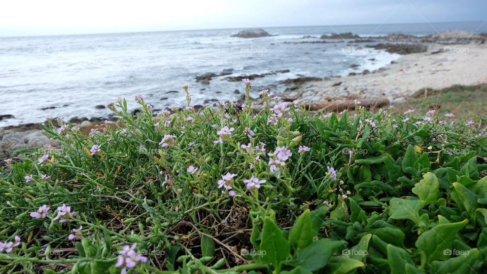 Wild flowers on the beach