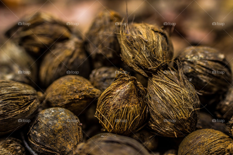 Dried out palm seeds on the ground