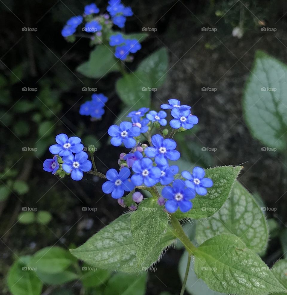 Tiny blue flowers