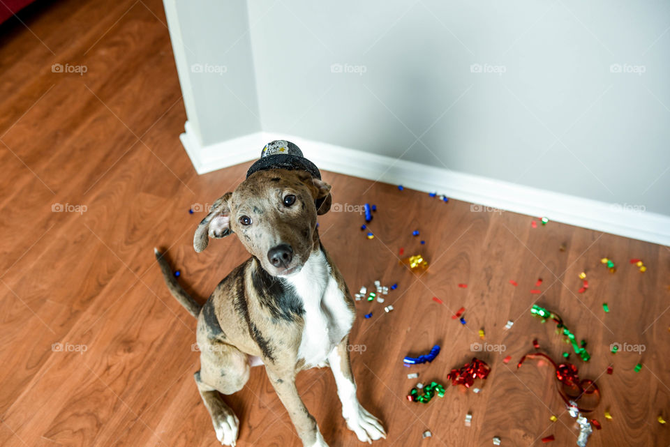 Mixed breed puppy celebrating the New Year