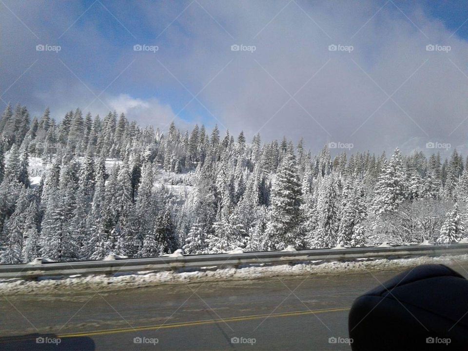 Snow, Winter, Wood, Cold, Frost