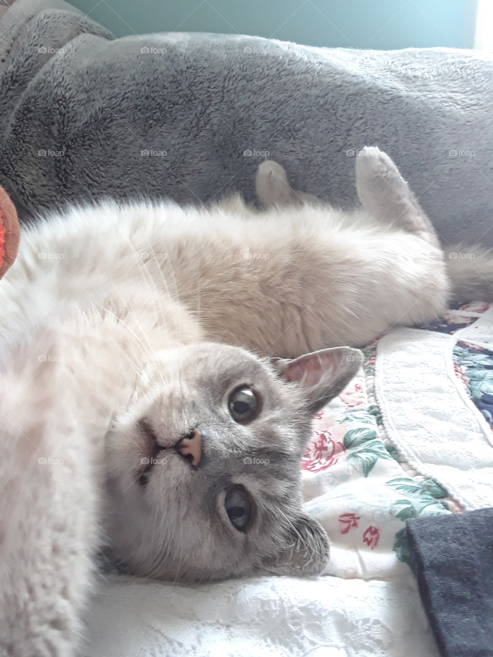 Siamese tabby cat mix stretched out on back with tiny fangs