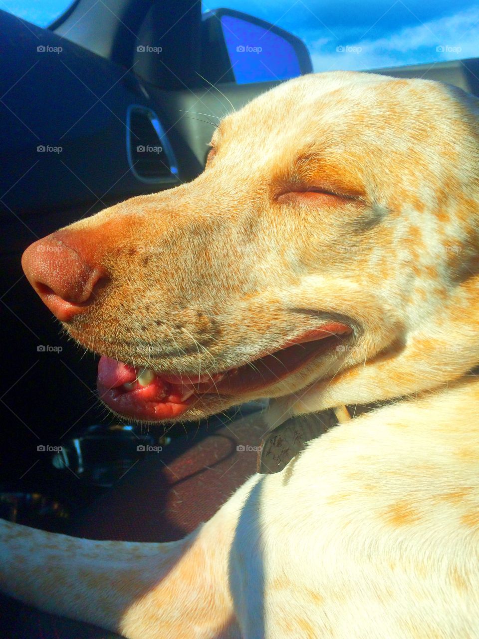 Happy dog on a road trip