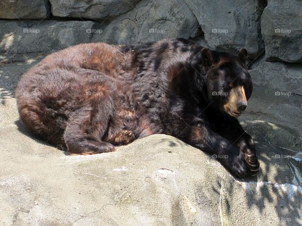 bear