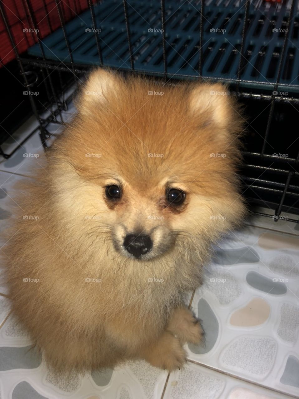 the male lovely puppy "pomeranian" has fluffy and furry brown hair.
