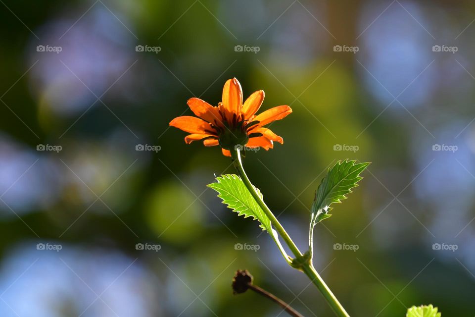 Beautiful orange flower from a bugs perspective. 