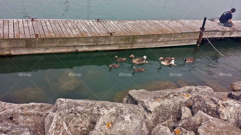 Nature. Fishing on the Dock