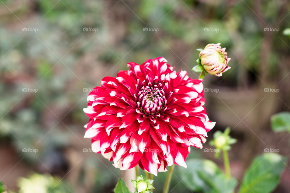 A pink white pincushion flower (Scabiosa columbaria) Related to species of sunflower, daisy, chrysanthemum, and zinnia. It is also called Pink Mist, a genus in honeysuckle family (Caprifoliaceae).