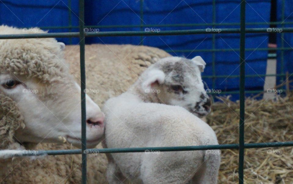 Newborn sheep and mom. Newborn pens at Tulsa State Fair