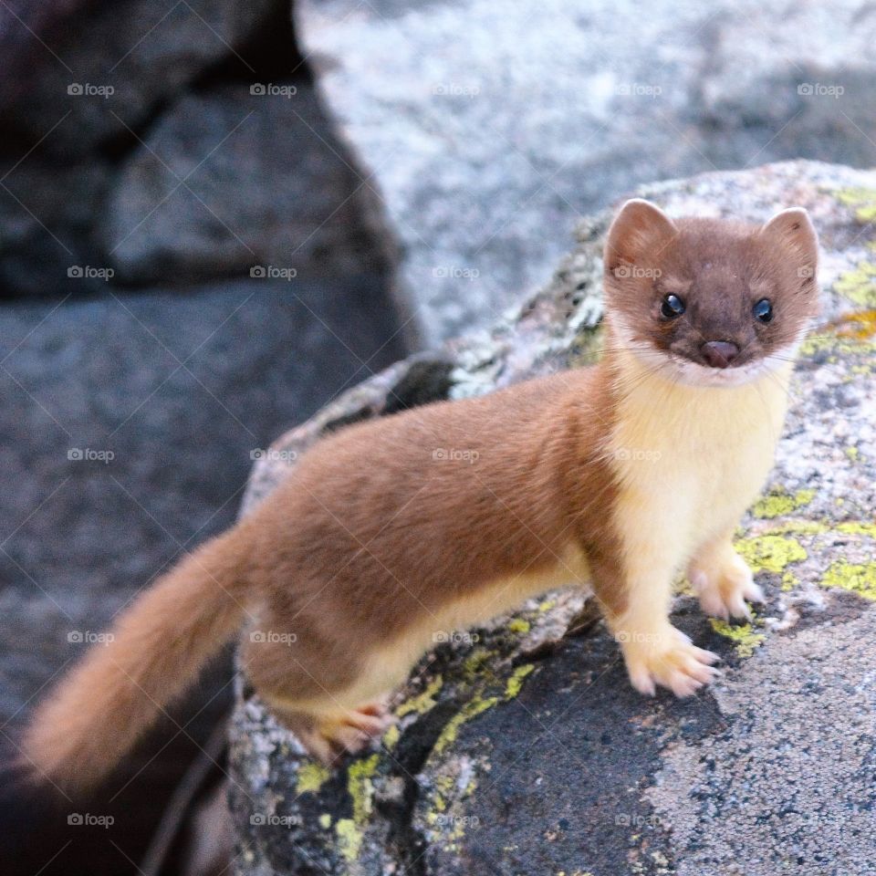 Weasel 