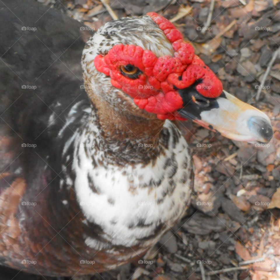 A close up photo of an adult duck from the chest up. The duck is brown and white and has red on his face.