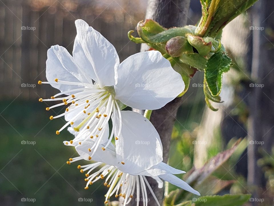 True cherry blossoms