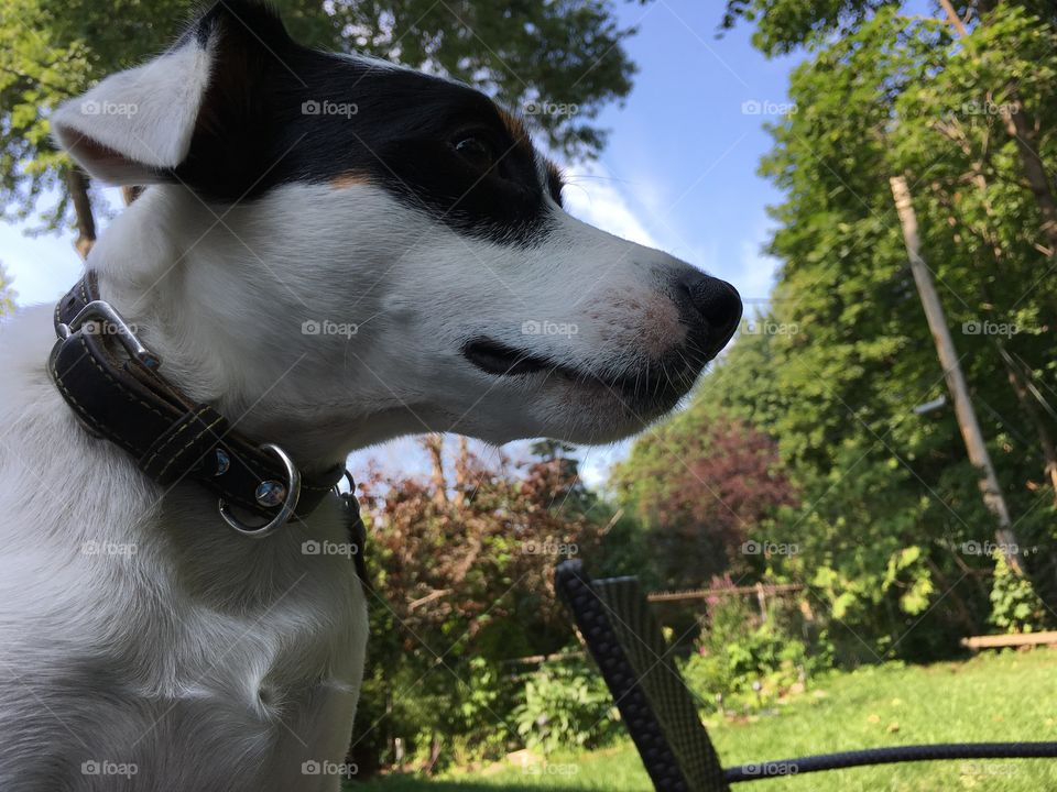 Cute Jack Russell Terrier Dog outdoors in summer enjoying patio in garden with blue sky and trees 