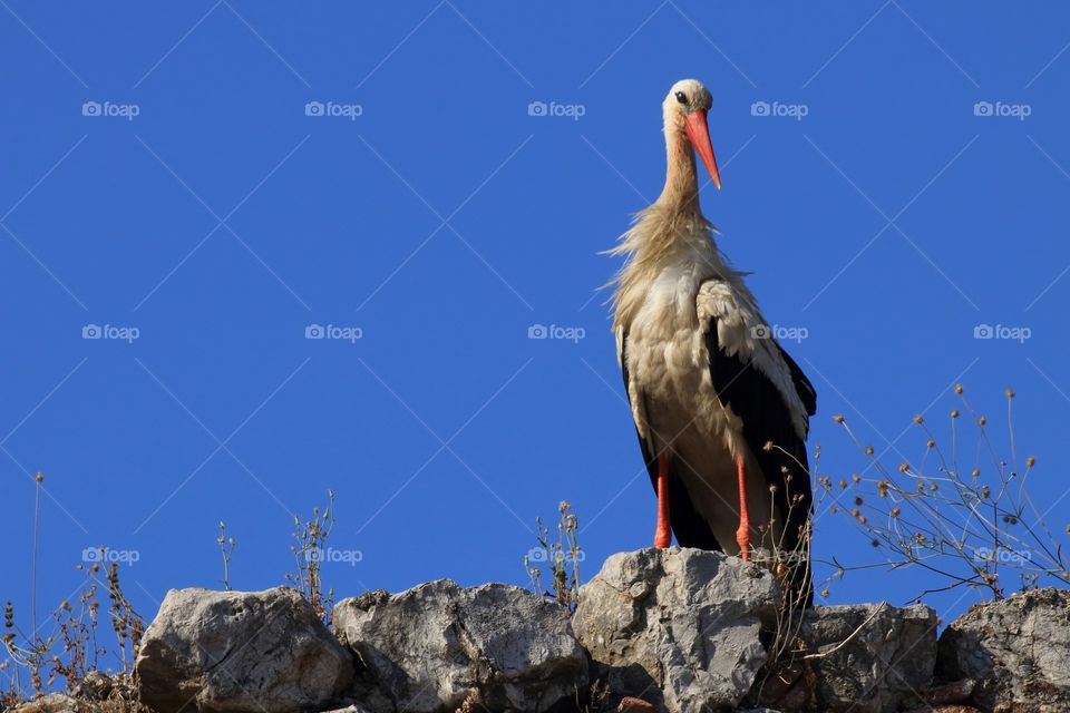 Stork resting on a rock