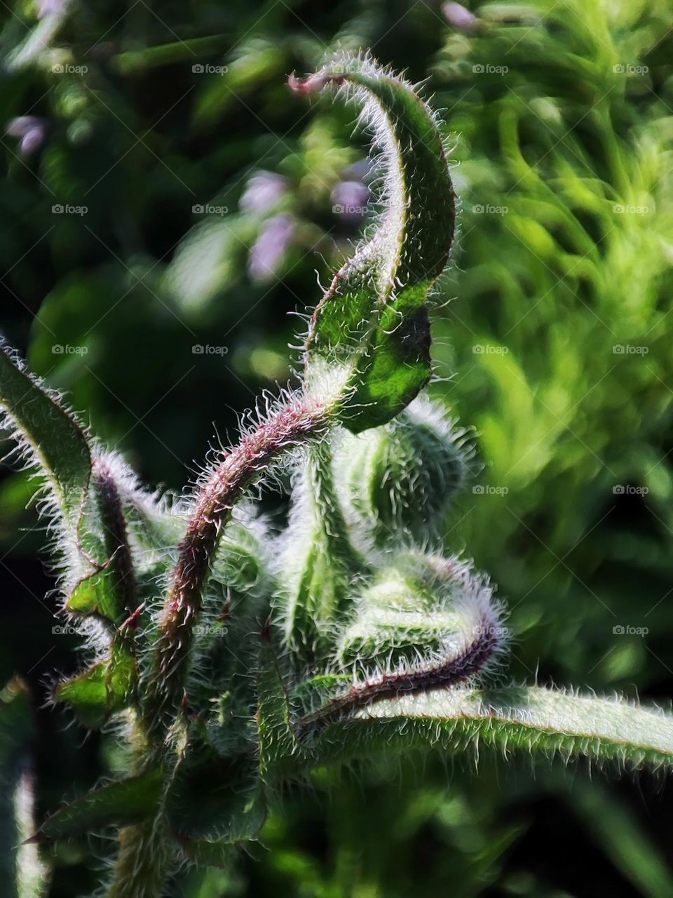 Macro photo of green grass growing in the garden
