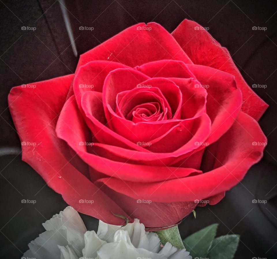 vibrant red rose
