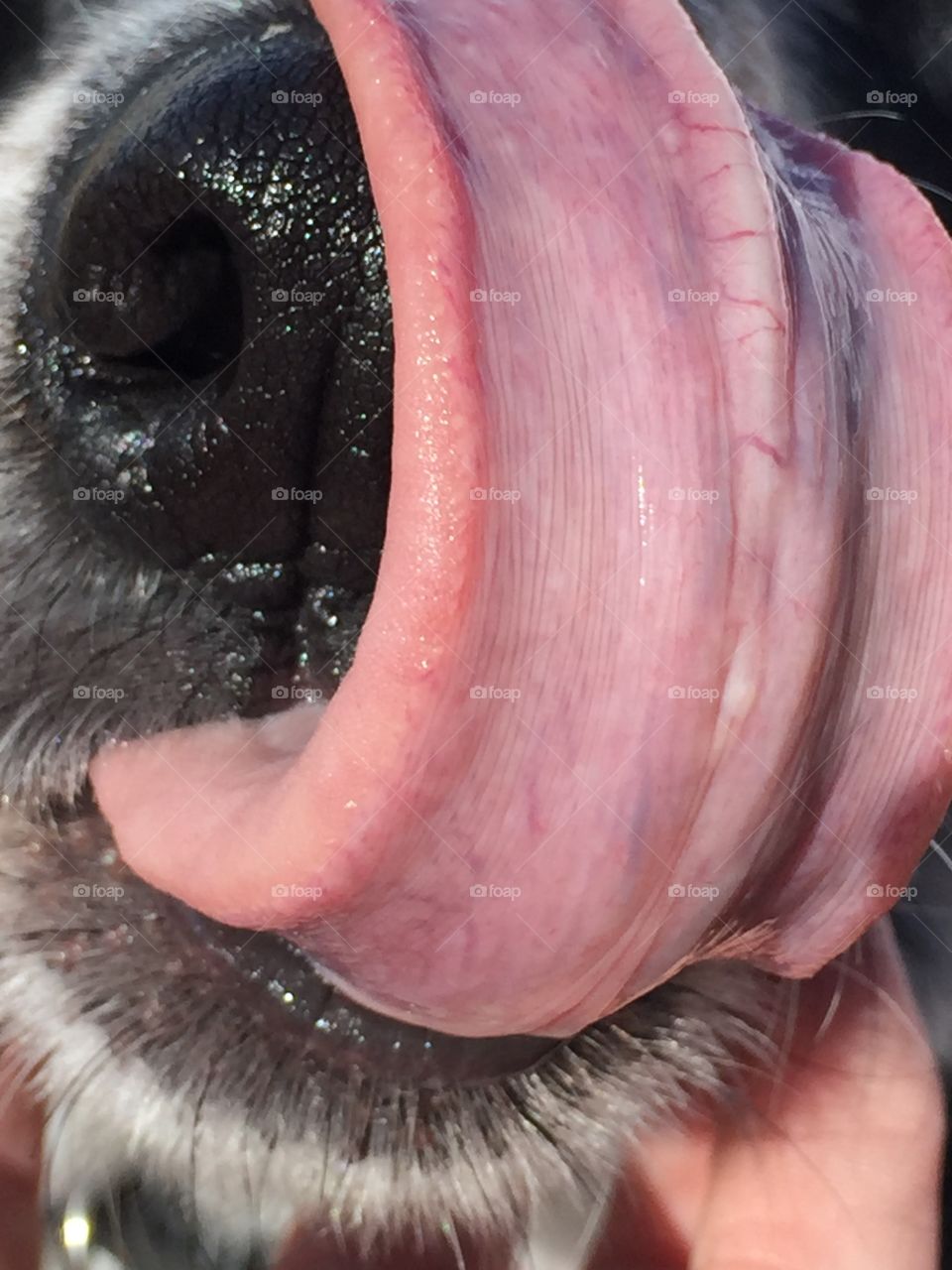 A dogs tongue 