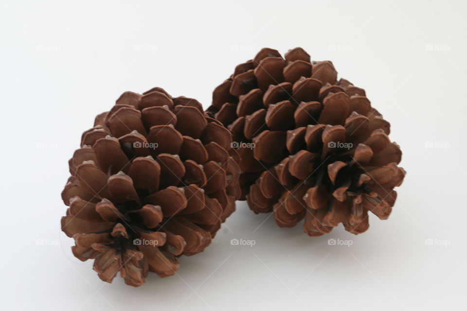 Giant pine cones