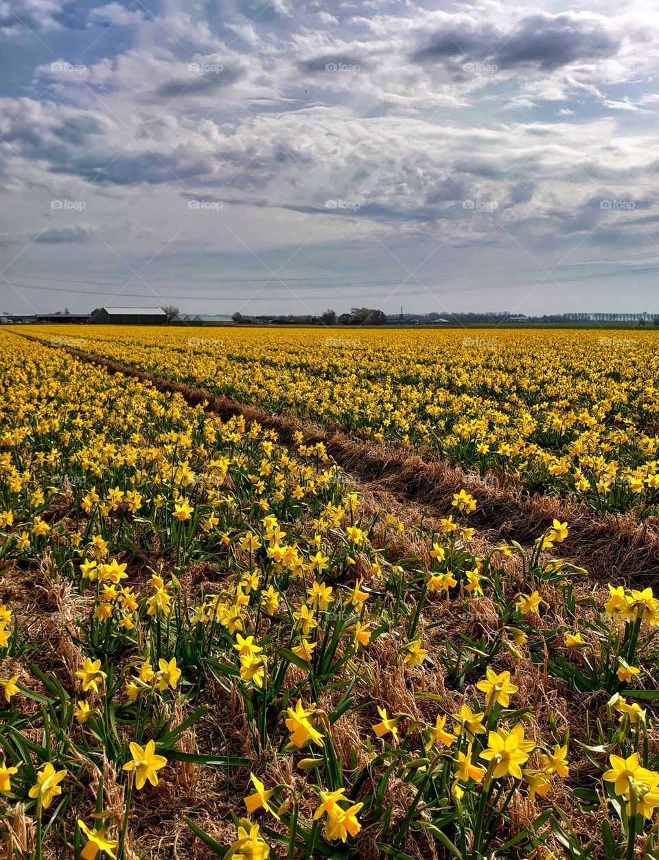 daffodils field landscape