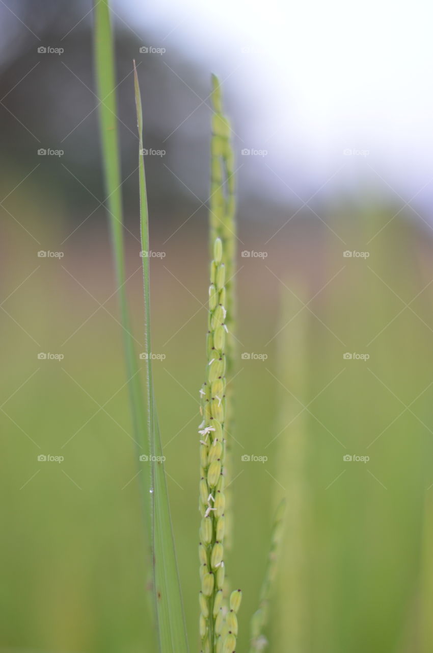 No Person, Nature, Leaf, Growth, Flora