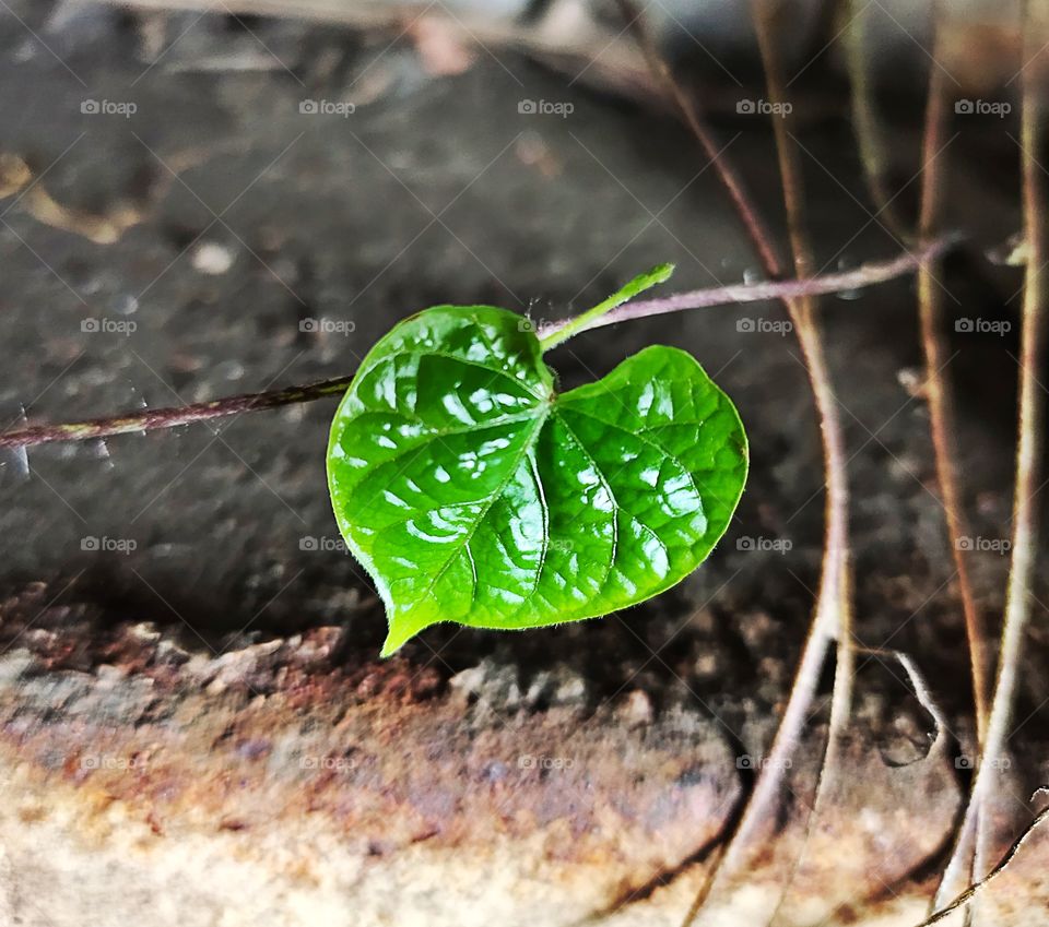 Betel leaf
☘️☘️☘️
Green Beauty 
above the Rusty iron Rod