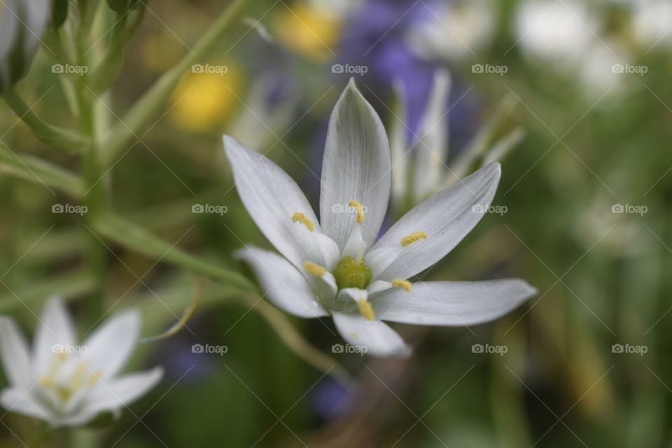 Close-up of white flower