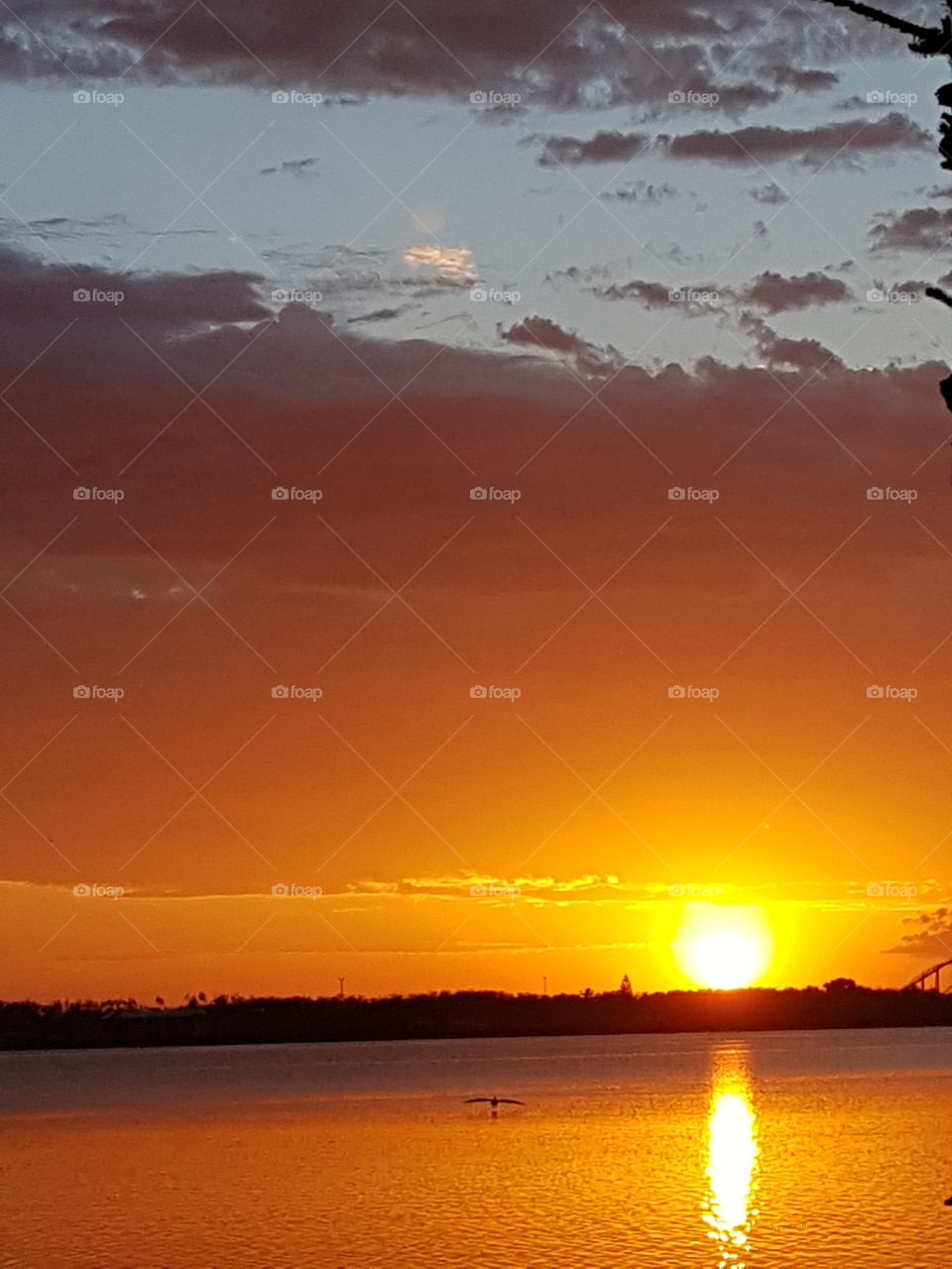 Pelican In Flight Sunrise