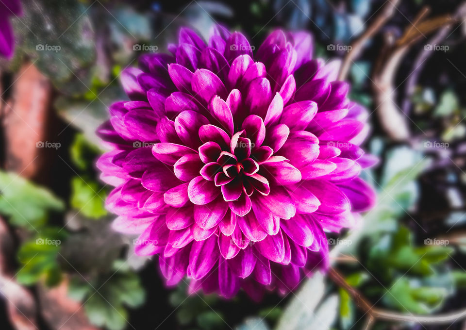 Beautiful and lovely chrysanthemum in bloom