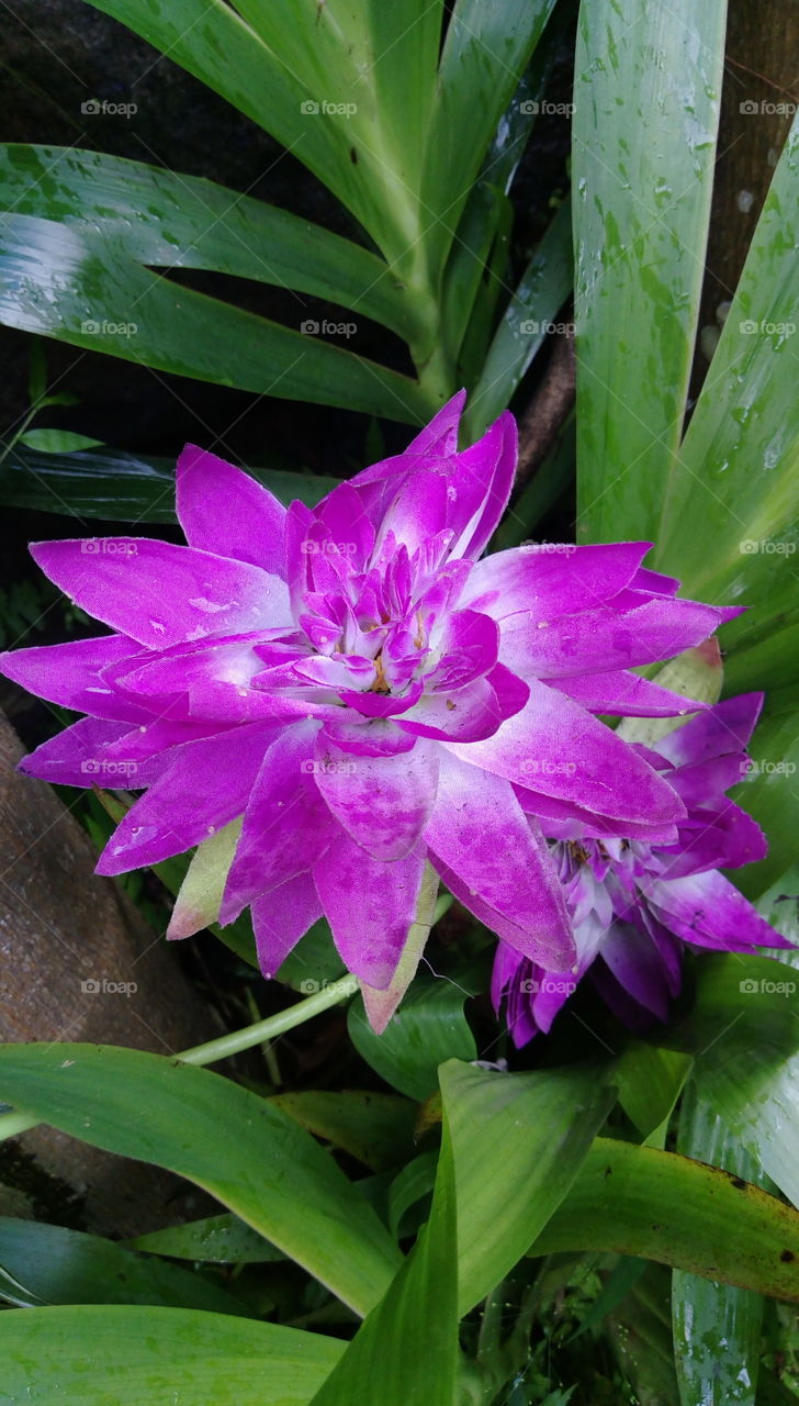 godamanel flower