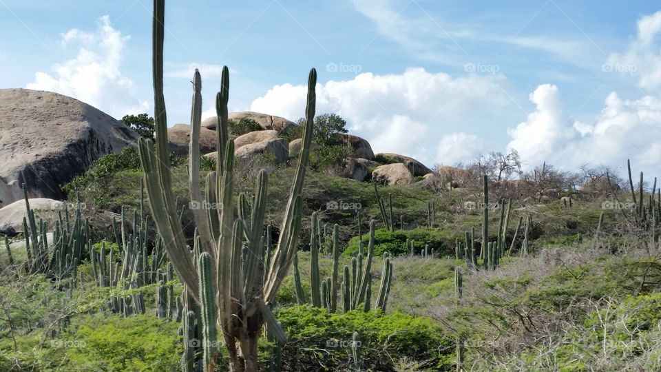 Cactus in Aruba . cacti in aruba November 