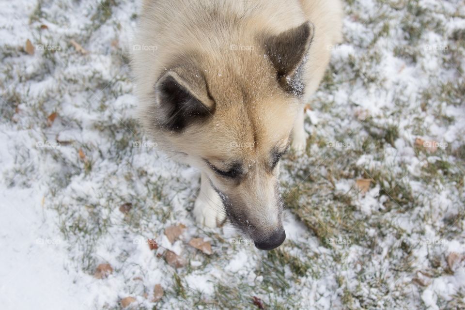 Snow wolf 