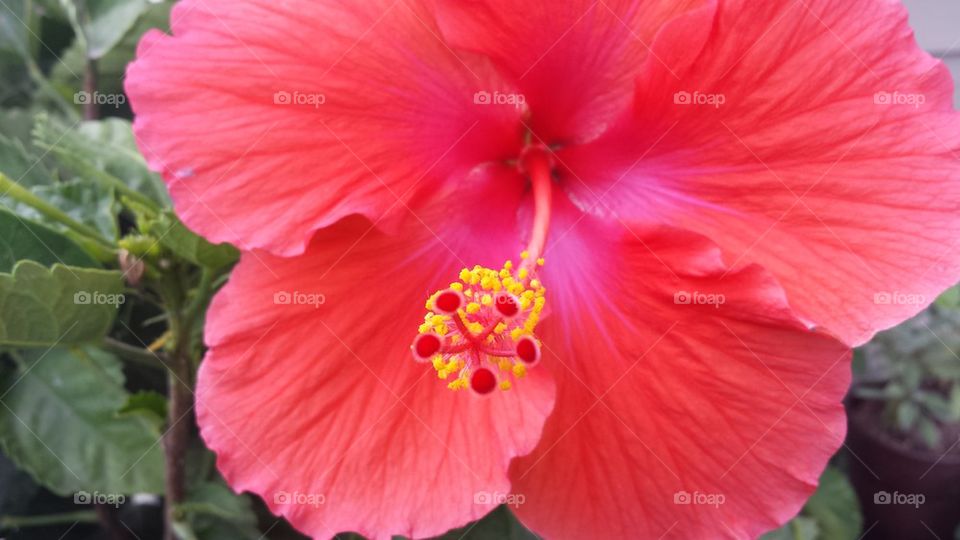 Hibiscus