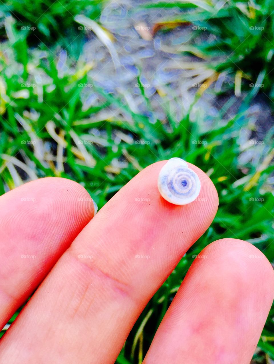 Small backyard shell