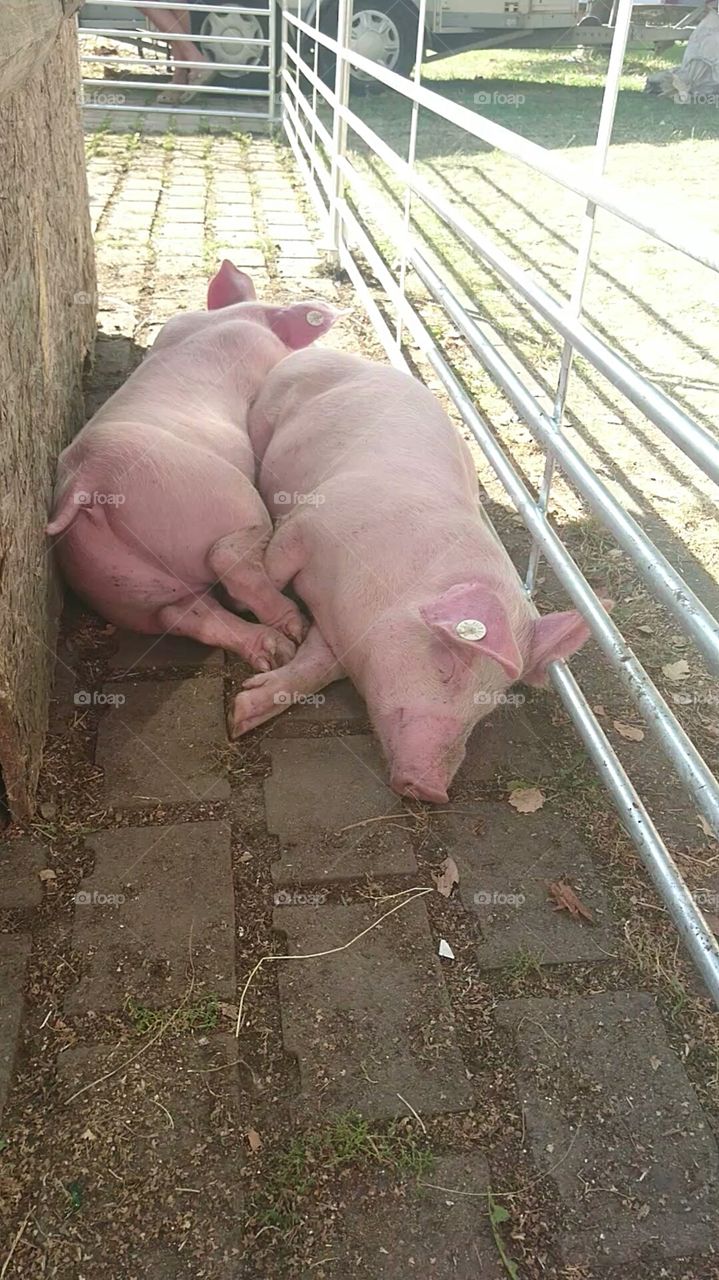 Two lazy Pigs at the Farmers Market