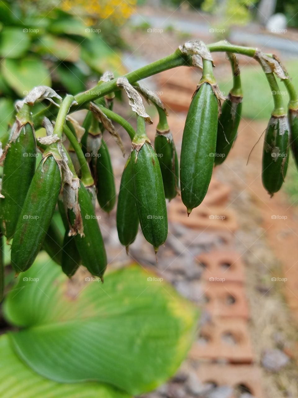 pods