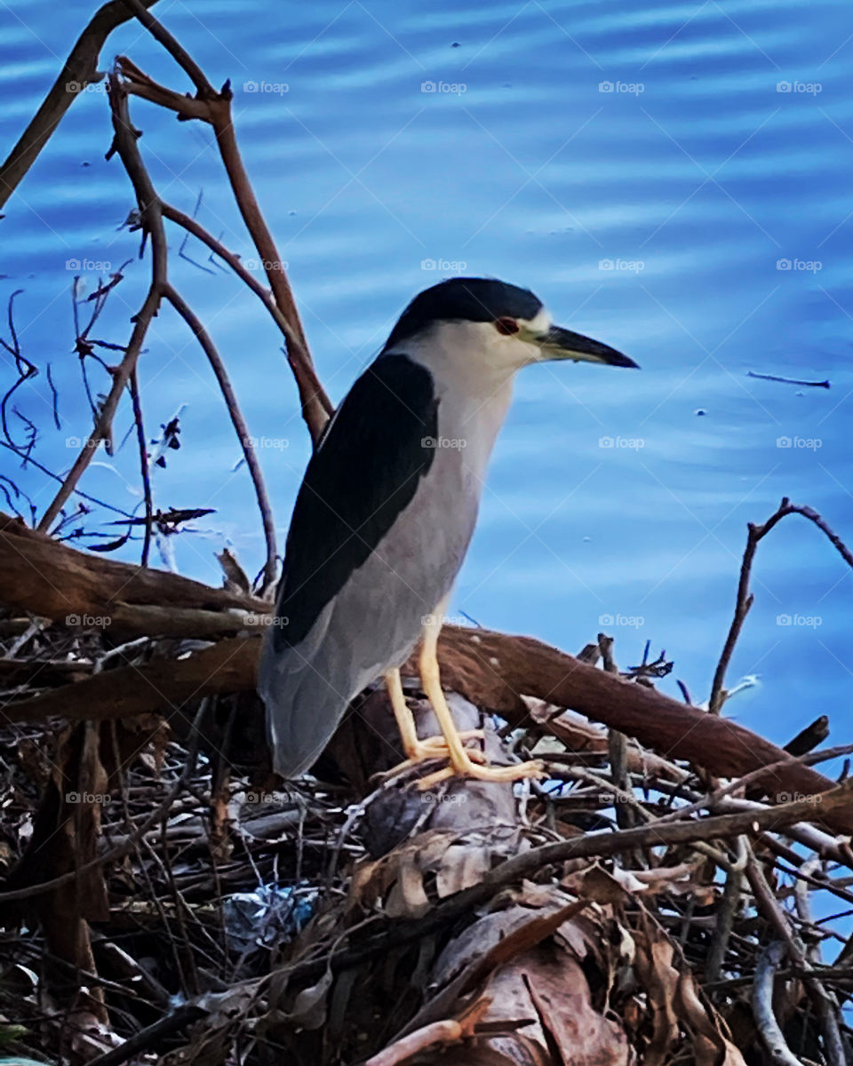 Não deu para ter uma foto bacana da paisagem neste entardecer. Porém, esse socó-dorminhoco resolveu fazer pose para nós.
Taí uma ave tranquila, sem preocupação...
🦅 🦢 
#FOTOGRAFIAéNOSSOhobby