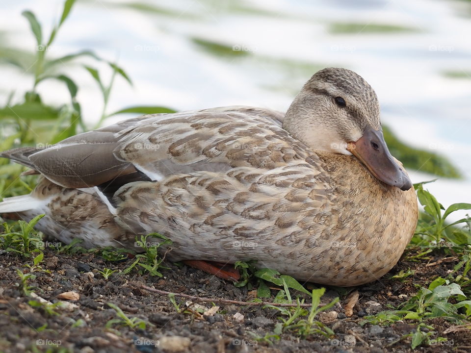 Female duck nesting on the river