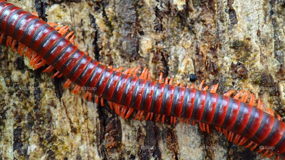 Colourful Millipedes - We love fashion ✨