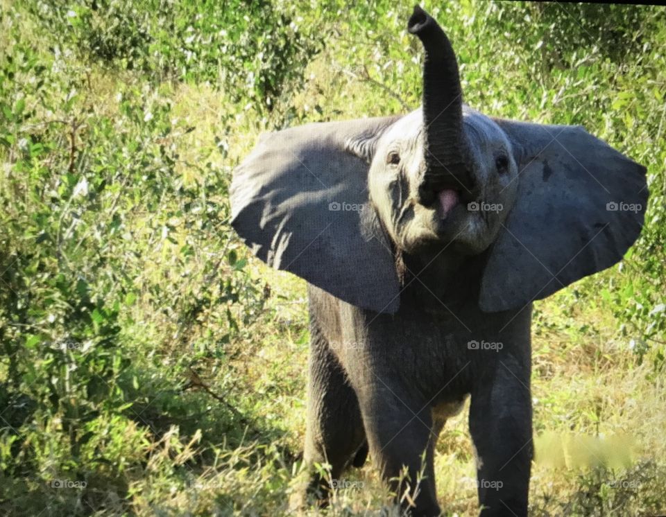 Trumpeting baby elephant 