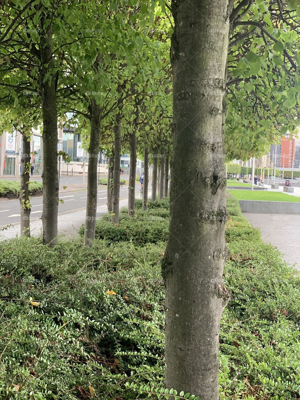 Walking park with trees
